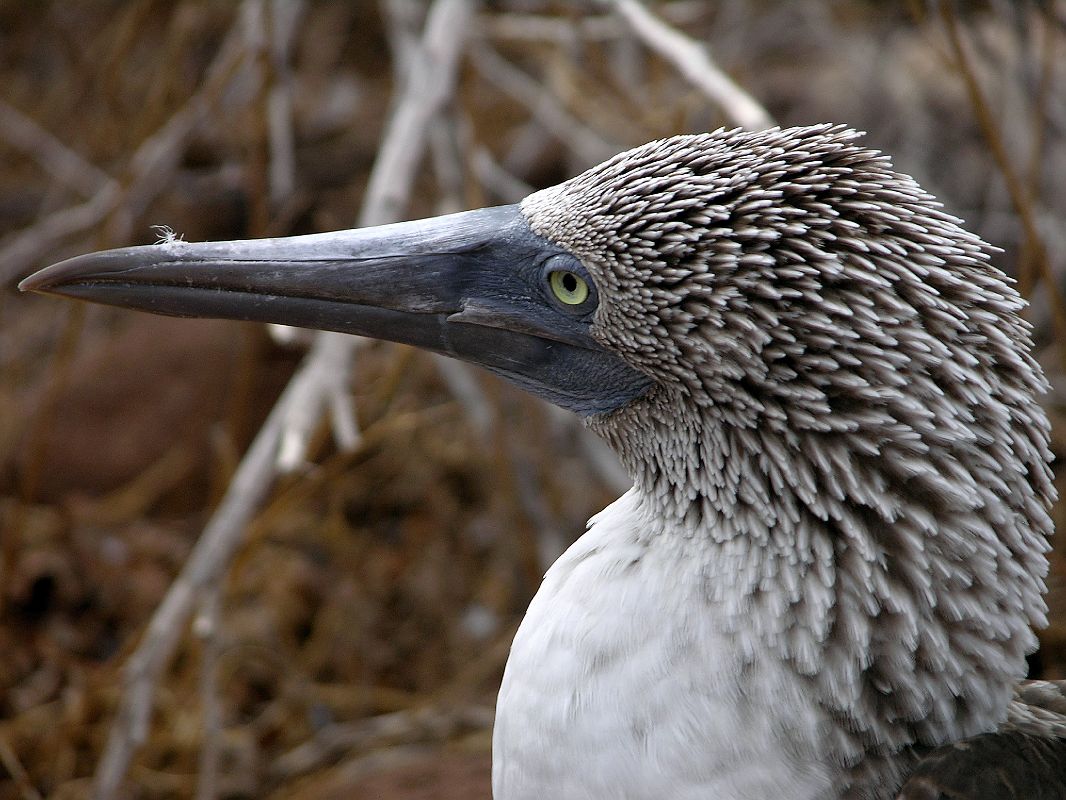 Galapagos 2-1-09 North Seymour Blue-footed Booby Close Up